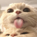 very epik cats