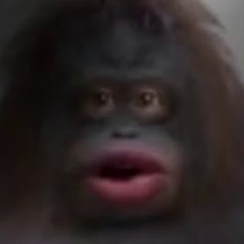 LE MONKE LAIR