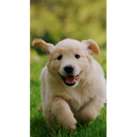 The amazing dogos