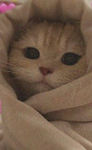 Cute catys