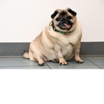 the pugsss