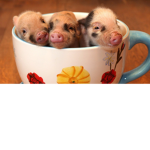 -*Pig Fan Group*-