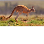 kangaroo club on roblox