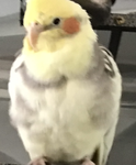 Birbs Assemble Development