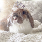 bakerbunnii