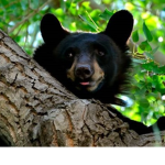 ~Bear Studios~