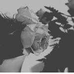 siIver roses