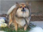 epic Pomeranians