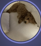 Oh my God nugget