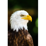 National Eagle Squadron
