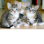 Kitty And The Gang