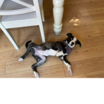 DOGGO ME DOGGO