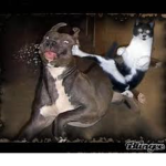 Team Katze~