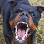 Rottweiler Studio