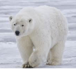 POLER BEARS ONLY
