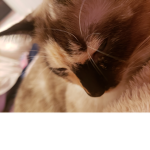 Galexy cats group
