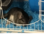 Chinchilla for life