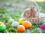 BUNNYBUNNYBUNNIES