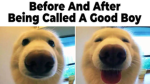 DOG CLUB?!?!?!?