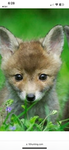 Foxes onlly