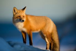 fox Gaming time