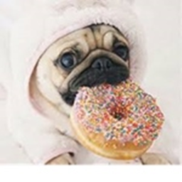 pug training (the last training)