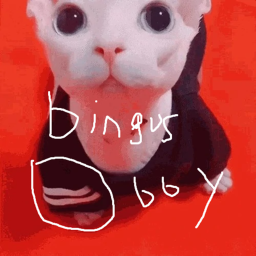 Bingus Obby! [NEW]