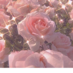 ~pink rxses~