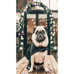 Shimmering pugs <3