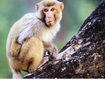 Banana/monkey group
