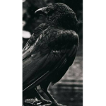 The Skarlet Raven Family