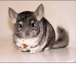 Chinchillas Reunited