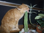 ᴄᴀᴄᴛᴜs ᴄʟᴀɴ!