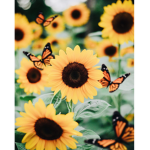 Bashful Butterfly
