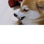 Stupid games studio