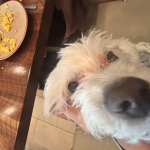 Look at my dog or else