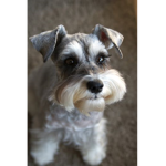 The schnauzers
