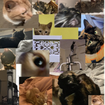 MY CATS R AWESOME