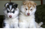 wolves SQUAD :3