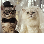 cats memers