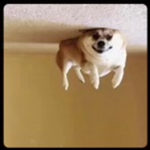 official dog fans group