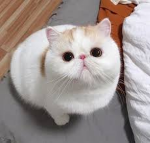 cat six center