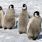 the golden penguins.
