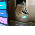Eclipse kitty’s