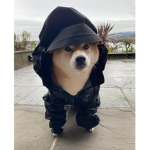 dogs wearing jackets