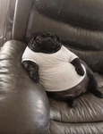 Love your couch potato pug