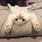 bunnini