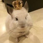 Chinchilla's United