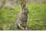 Team bunny join us