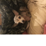 Bambi boys and girls